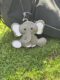 Stompy the Elephant – Felt Sewing Kit